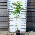 Jaseň štíhly (Fraxinus excelsior) - výška 110-150 cm, kont. C10L